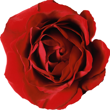thy alte blume is alive